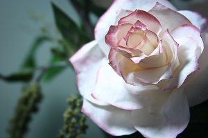 Coffee Filter Rose