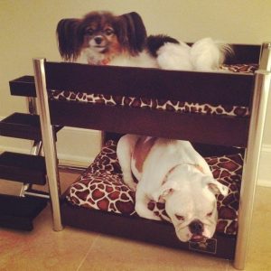 Dog Bunk Bed