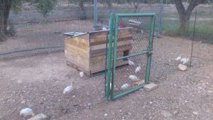 Pallet Chicken Coop Plan