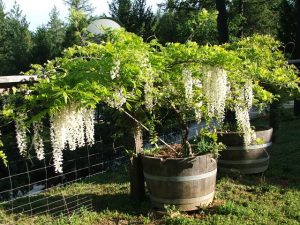 Wine Barrel Planter for Tree