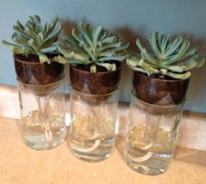 Self Watering Wine Bottle Planters