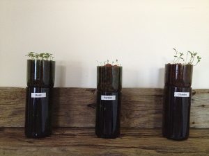 Wine Bottle Hydroponic Planter DIY