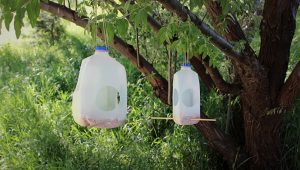 Homemade Milk Jug Bird Feeders