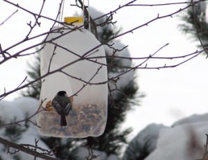 Milk Jug Bird Feeder