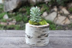 Log Planter Centerpiece