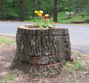 Stump Planter