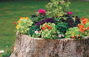 Tree Stump Planter