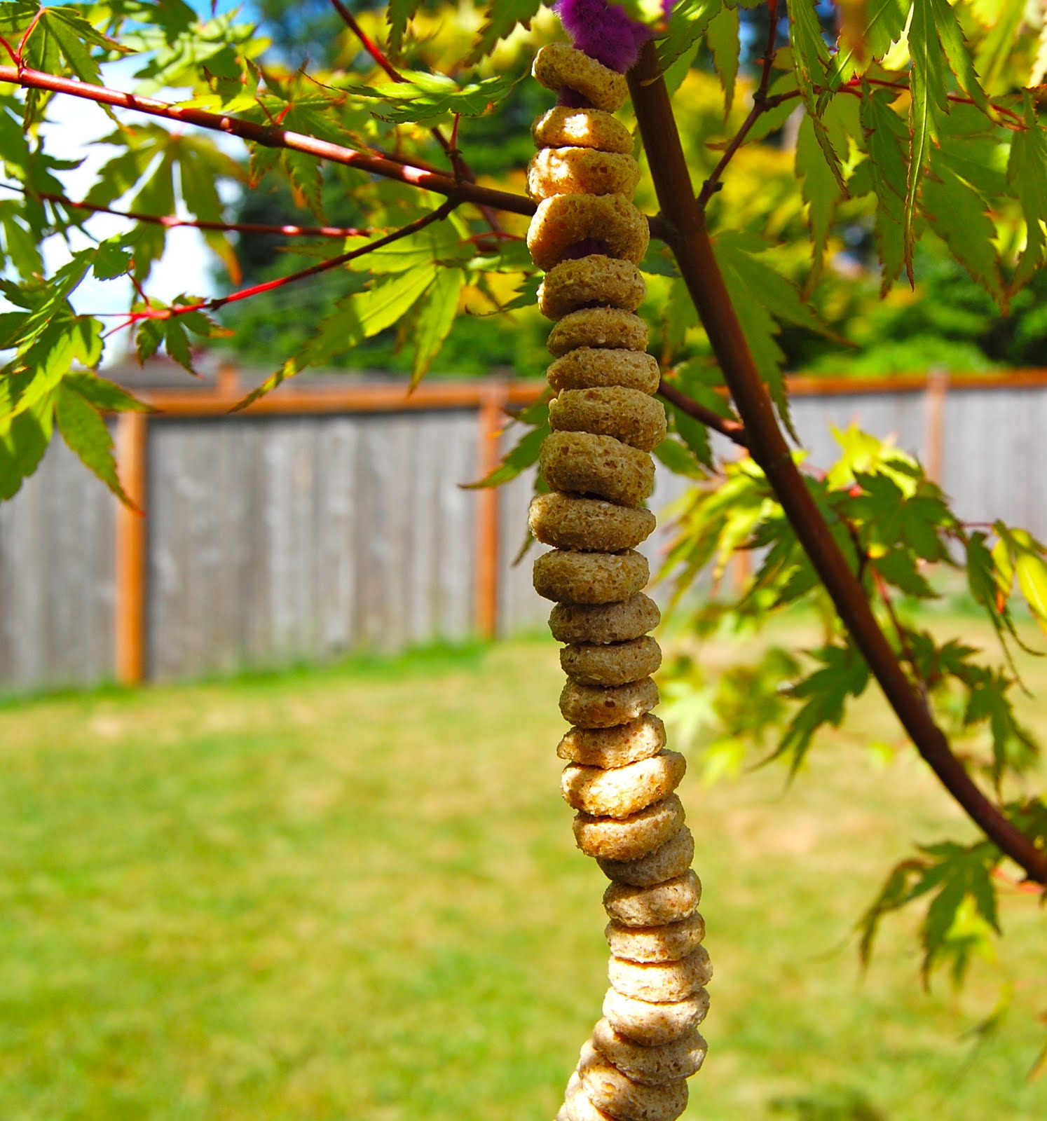 Cheerio Bird Feeder: 8 Fun Tutorials | Guide Patterns