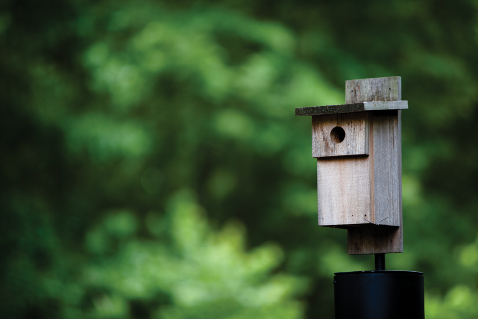 38 Free Birdhouse Plans Guide Patterns