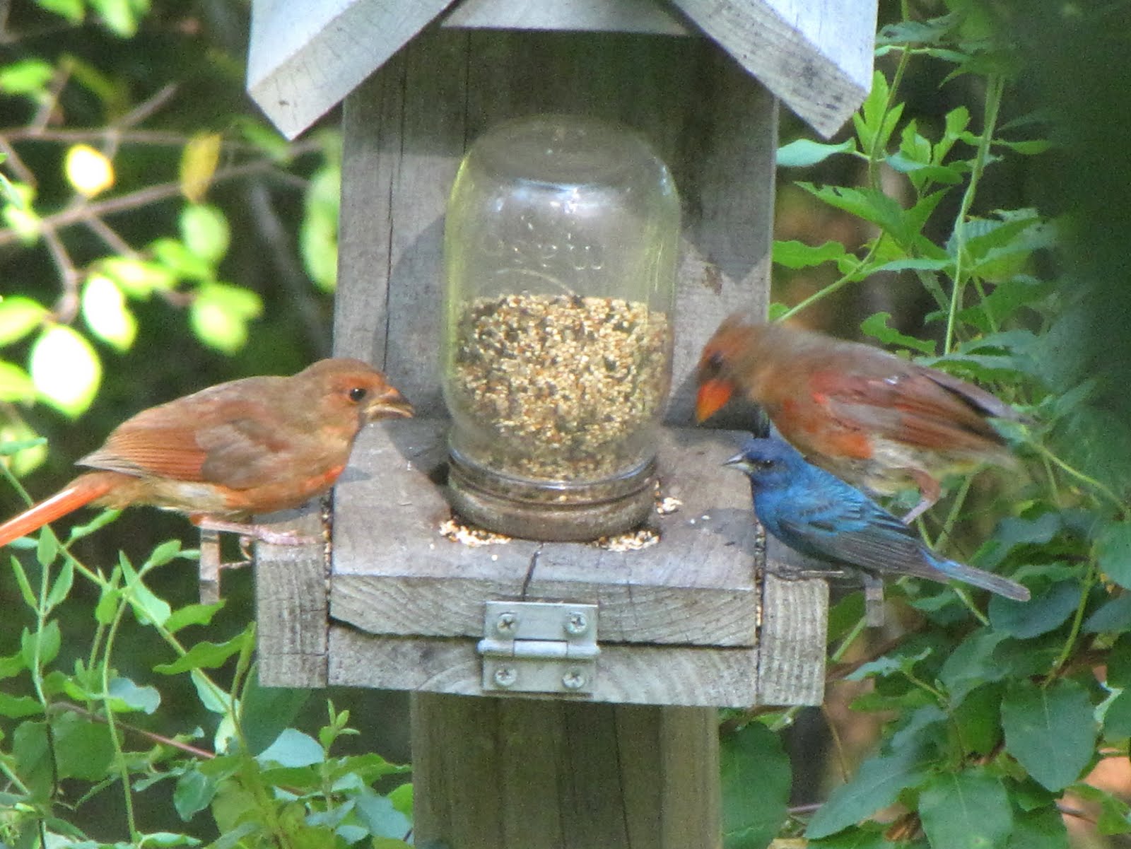 16+ DIYs to Make a Wooden Bird Feeder Guide Patterns