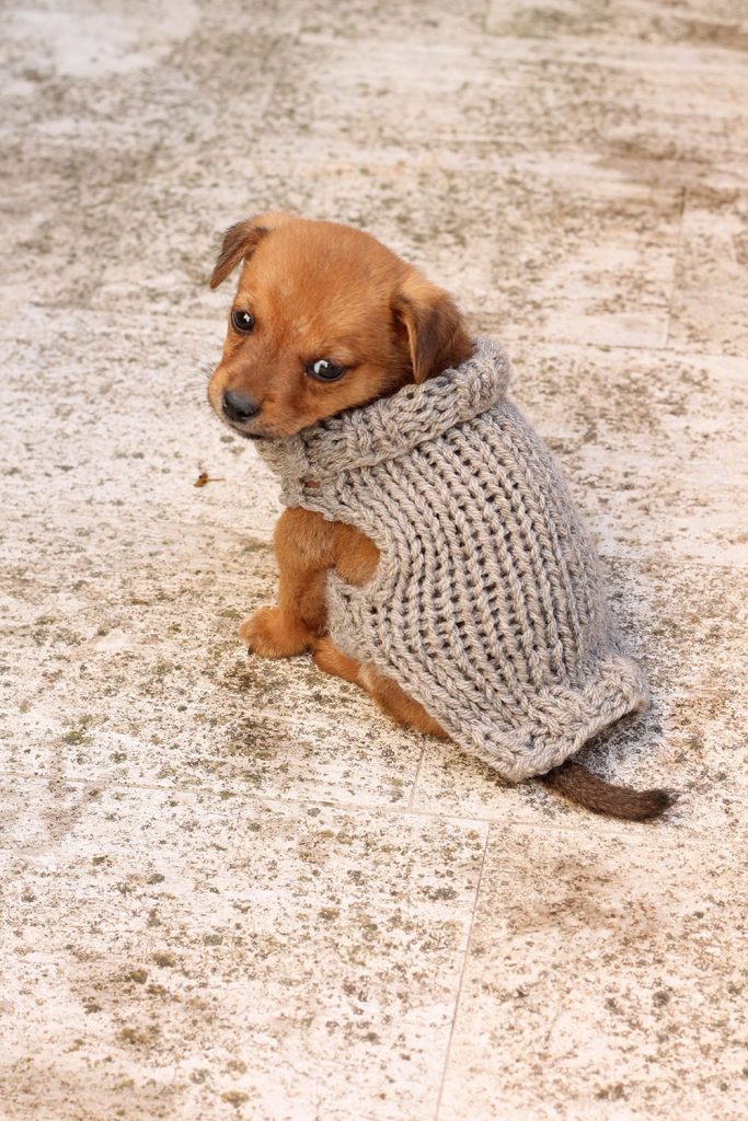 easy knit dog sweater in the round