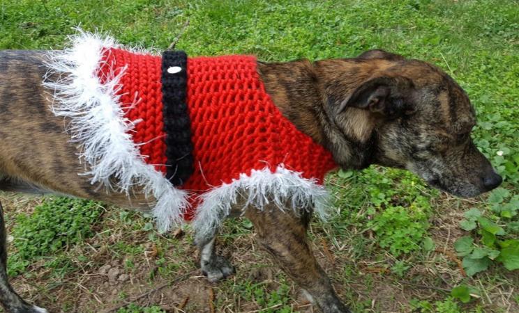 19 Dog Sweater And Coat Free Knitting Patterns Guide Patterns