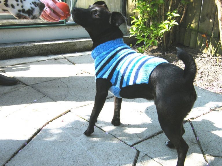 19 Dog Sweater and Coat Free Knitting Patterns - Guide Patterns